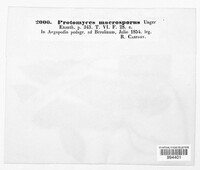 Protomyces macrosporus image